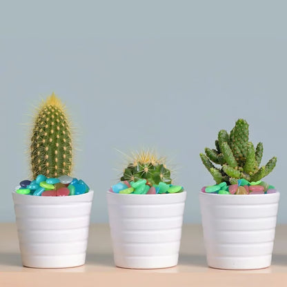 Frolunora® 🌈Colorful Glow-in-the-Dark Garden Stones